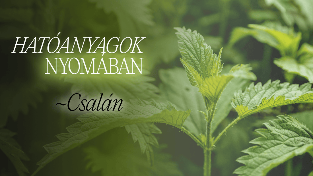Csíp, mégis gyógyít? Fedezd fel a csalán valódi erejét! - Greens Of Daisy