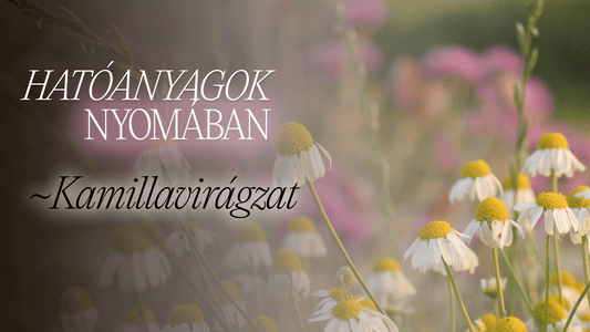 Kamillavirágzat: milyen titkokat rejt a természet patikája? - Greens Of Daisy