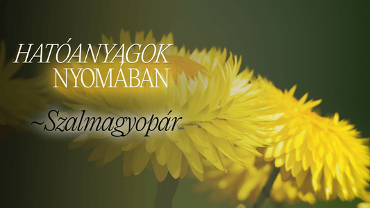 Szépség egy aranysárga virágban? Ismerd meg a szalmagyopár titkát! - Greens Of Daisy