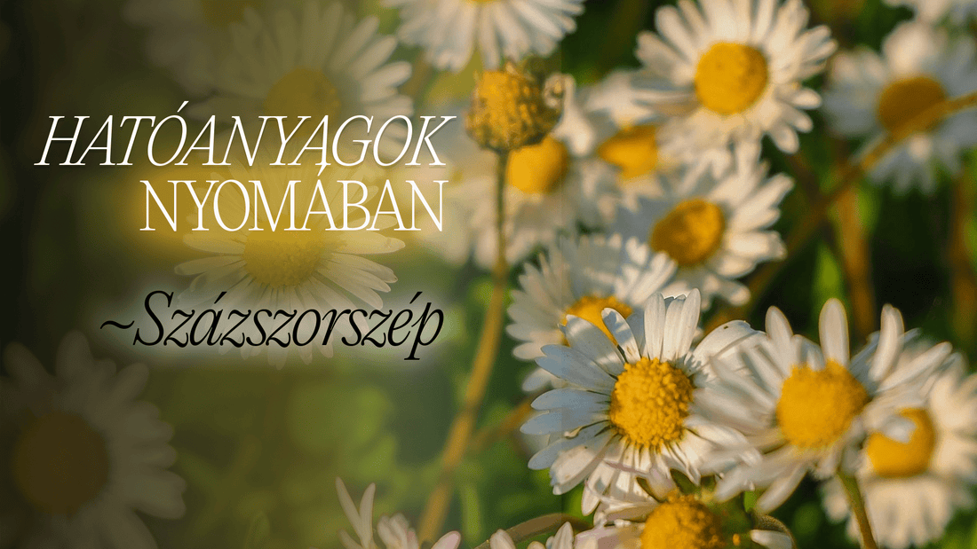Több, mint egy réti virág? A százszorszép titkos ereje a bőrápolásban - Greens Of Daisy