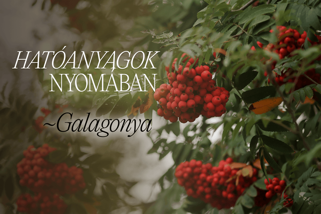 Galagonya – a szív virága és a természet vörös kincse - Greens Of Daisy