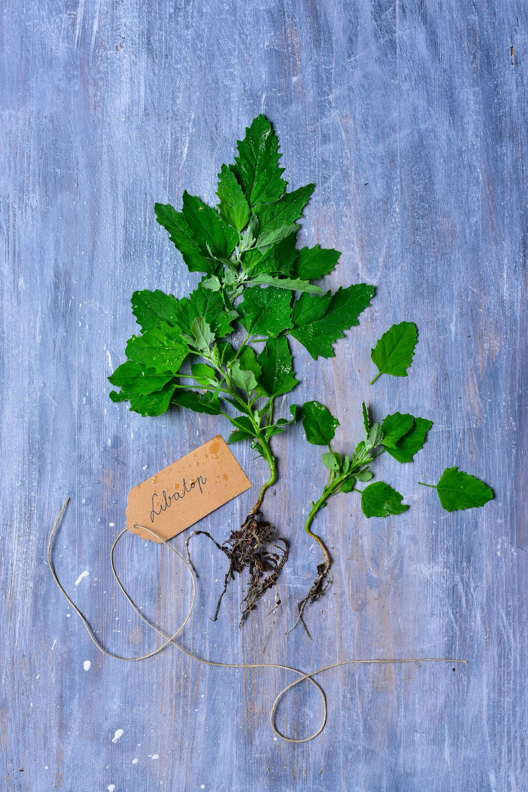Greens of Daisy – A természet kincsestára