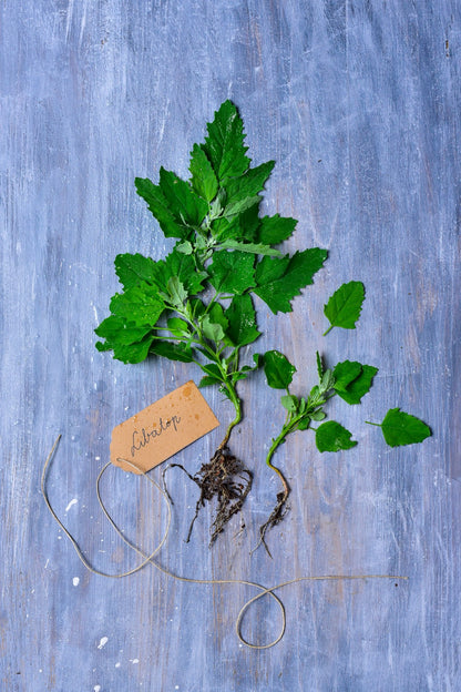 Greens of Daisy – A természet kincsestára