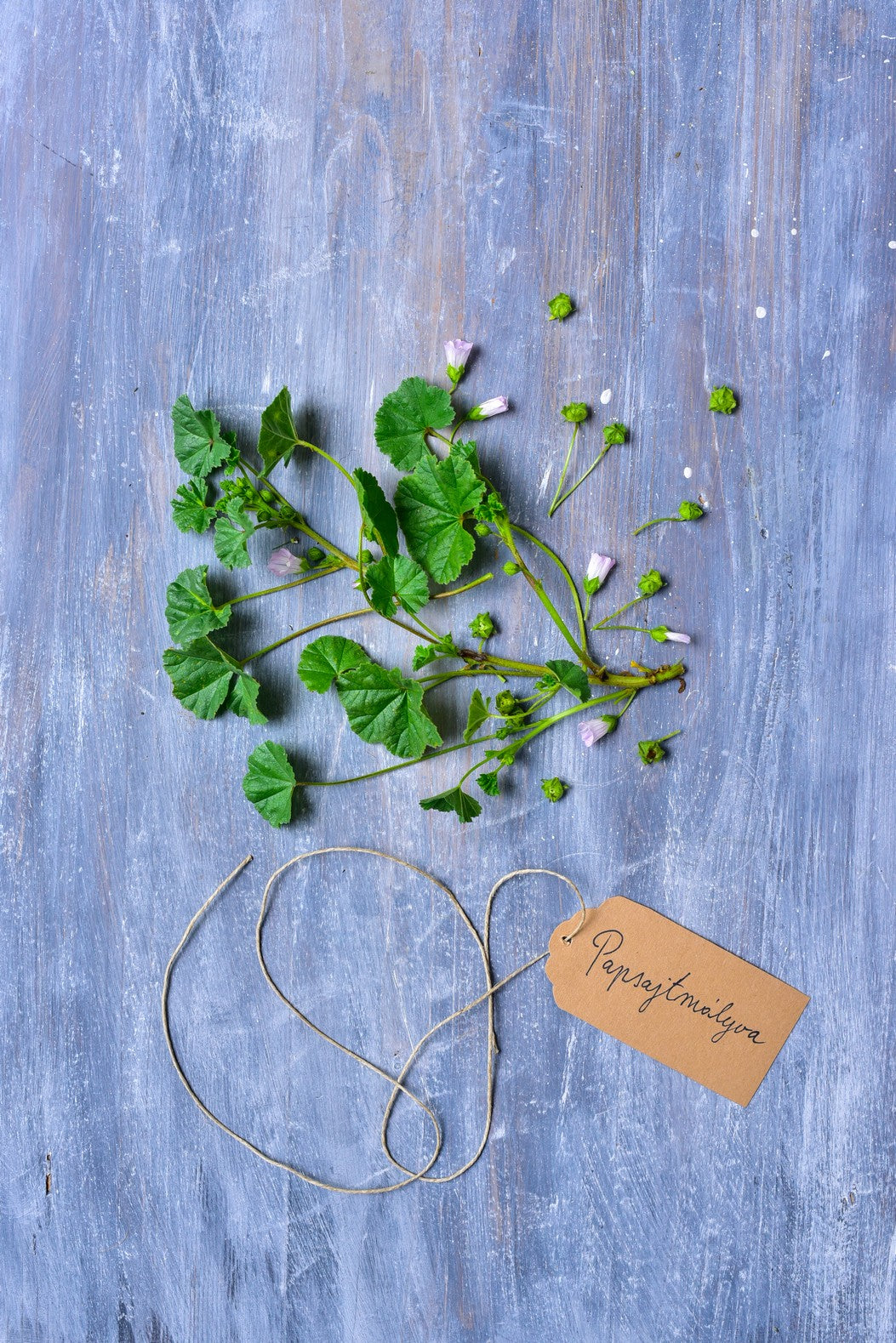 Greens of Daisy – A természet kincsestára
