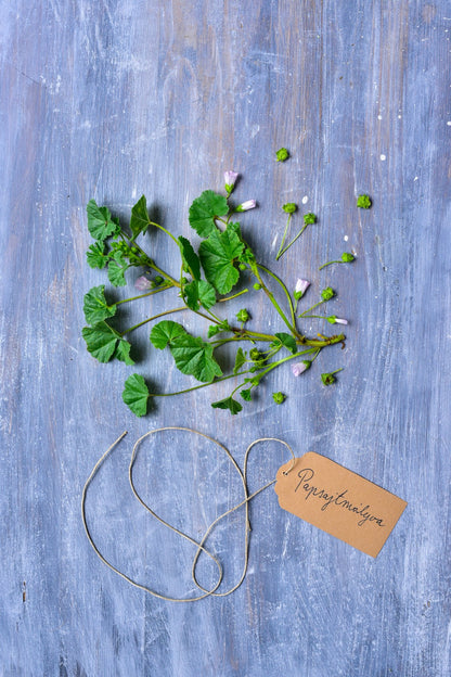 Greens of Daisy – A természet kincsestára